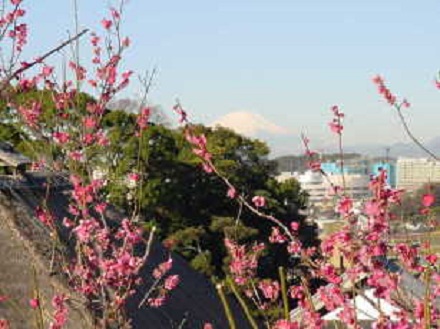紅梅と富士山