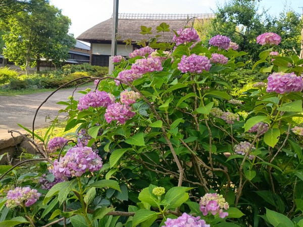 本郷ふじやま公園公式サイト | 本郷ふじやま公園文化体験施設のことが