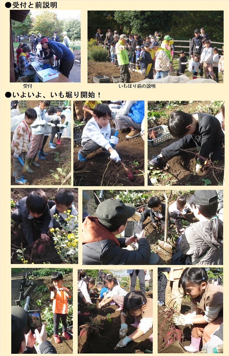 親子さつまいも収穫体験_2