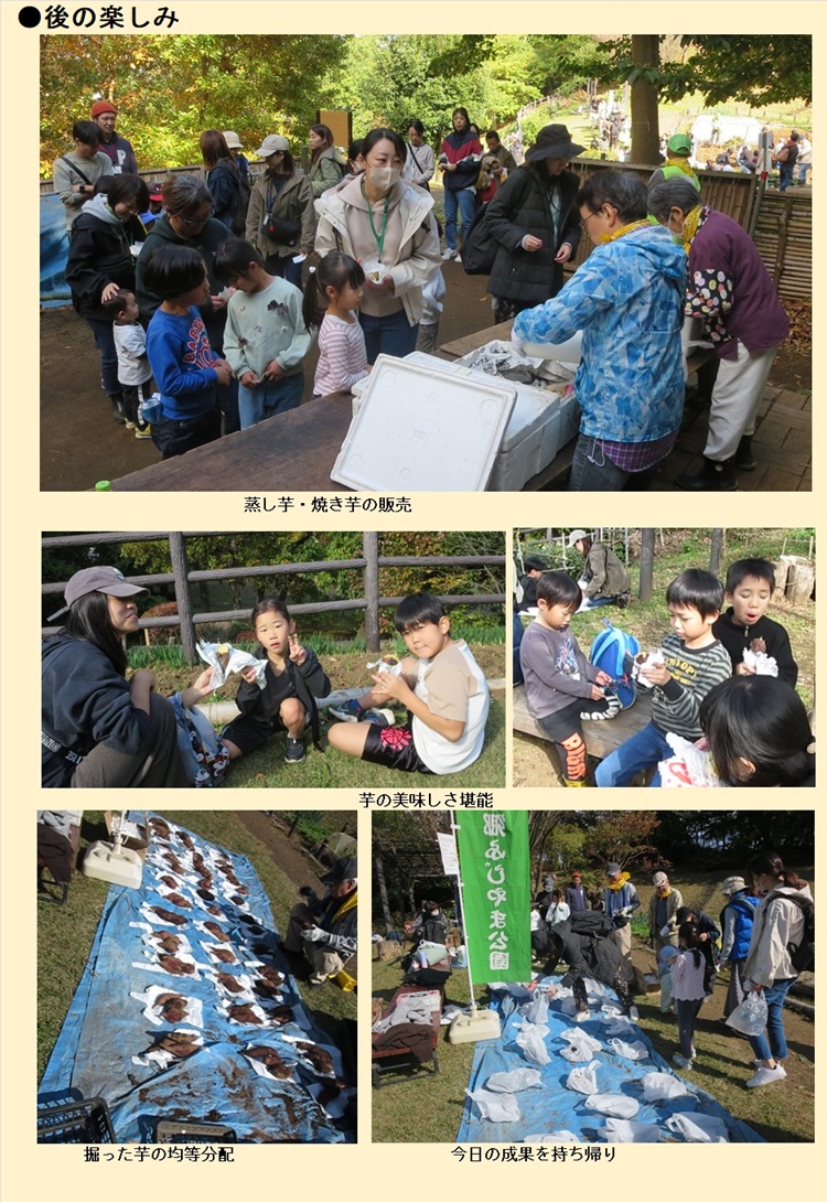 親子さつまいも収穫体験_3